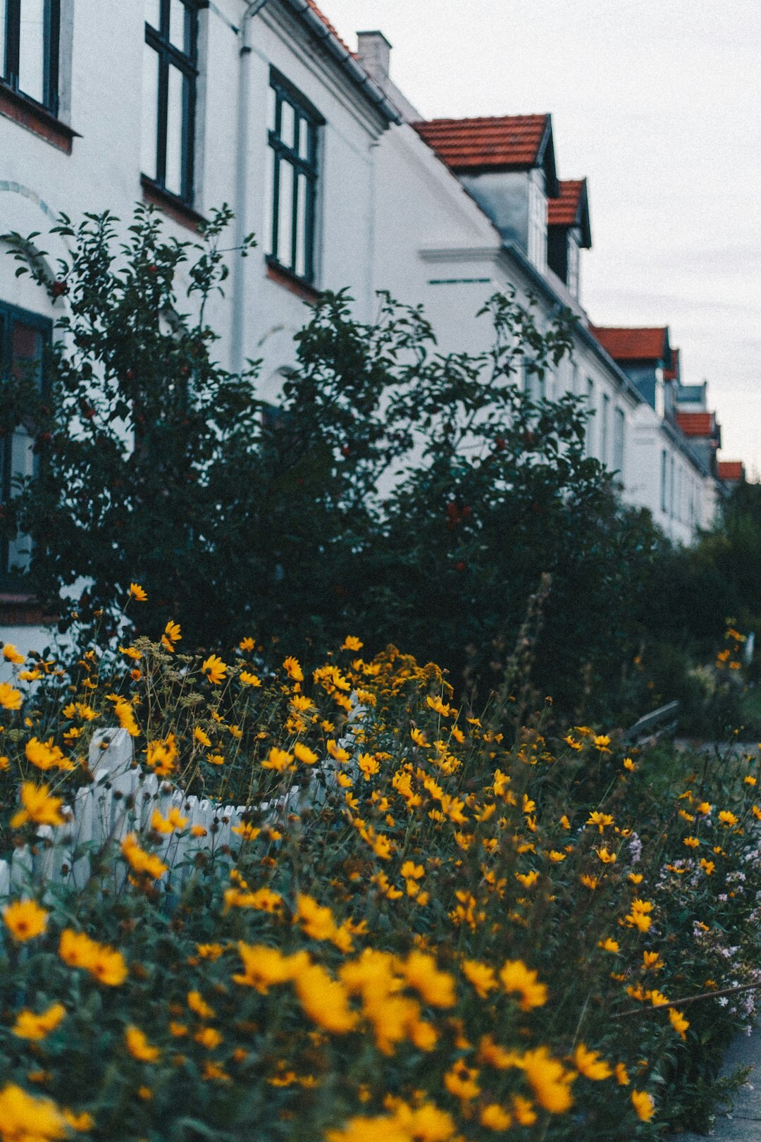 elderly woman in garden denmark